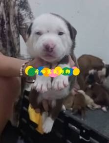 Pitbull (F)