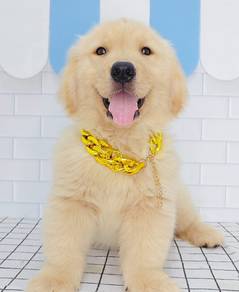 Golden Retriever