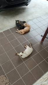 anak kucing tuk dilepas FREE 