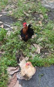 Ayam Serama 