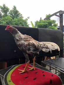 ayam pama jantan muda