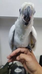 Triton cockatoo betina jinak