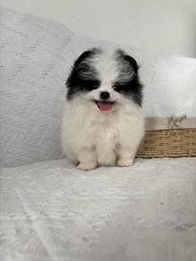 hhhh_G3000 Pomeranian funny playful pet dogs