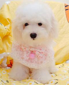 Maltese