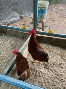 anak ayam Rhode Island Red production