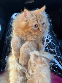 Persian Breed (Jantan)