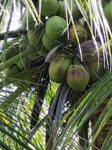 Benih kelapa macopuno/matagf2/pandan