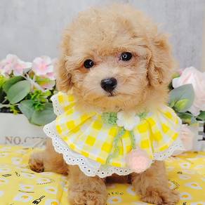 Poodle toy