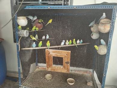 Lovebird Bird Cage - Excellent Condition