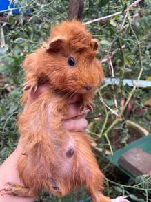 Guinea pig abyssinian