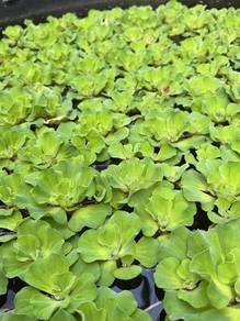 Water lettuce Kiambang Rose 浮萍
