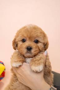 Poodle
