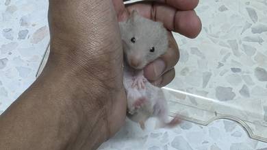 Female Syrian Hamster (Age 1 month)