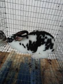 Minirex