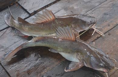 Ikan Baung Dan Talapia Merah 