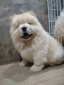 Chow Chow Puppy CC03 - Male