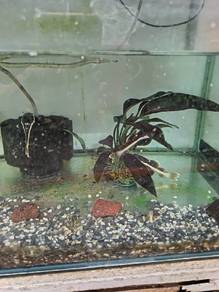[BEST BUY] Red Tail Catfish (RTC)