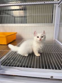Kucing Kaki pendek