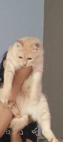 free kucing