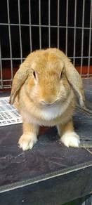 pure breed Holland lop