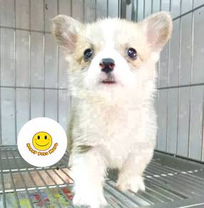 GOH_W22 Welsh Corgi bi color sweetie pet