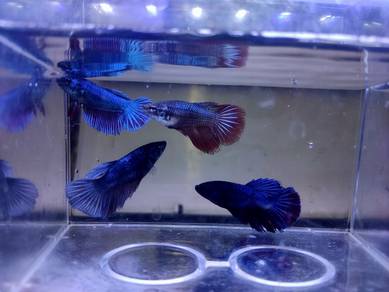Female Betta Fish Ikan Laga