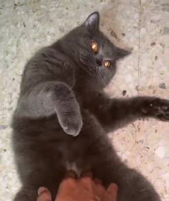 Kucing BSH Male Blue