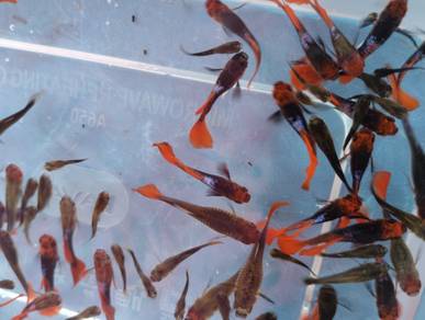 guppy santa claus jantan lawa rm3 sekor-pasir mas
