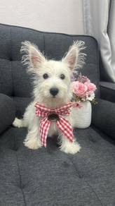 西高地女
Westie
Female
F-8
Dob : 26-02-26