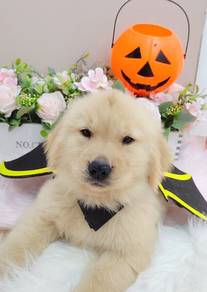 Golden Retriever