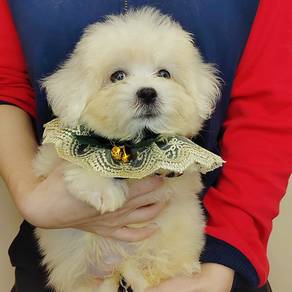 Maltese