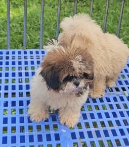 Shih tzu Puppy