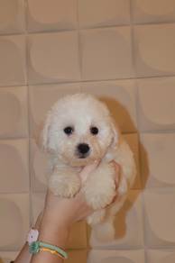 J0715 Maltipoo Adorable Small Curly Coat Puppy