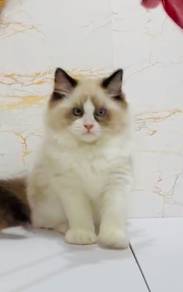 Ragdoll female blue eyes