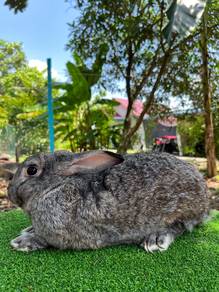 Arnab Rabbit Chincilla Induk Jantan