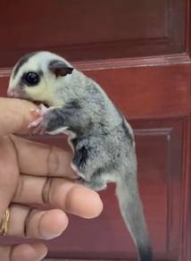 sugar glider male wface