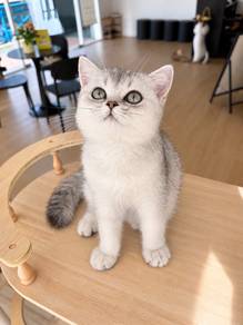 British shorthair