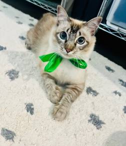 Cat / Kuching