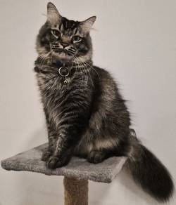Male Maine Coon Munchkin