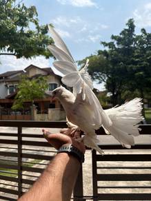 peacock pigeon merpati merak