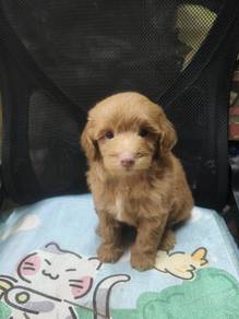 Miniature poodle 