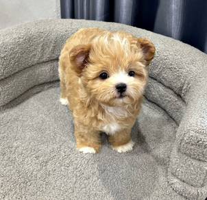 MINI POODLE PUPPIES S121 🌻 Premium Puppy Female