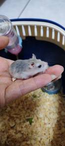 Roborovski hamster 