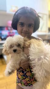 Maltipoo 