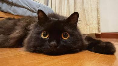 Poofy