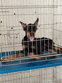 Europeon Doberman Puppy