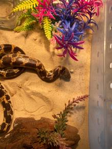 Sand Boa Snake (Male)