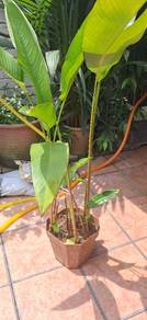 Heliconia plant