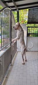Dogo Argentino Puppy Parents imported China