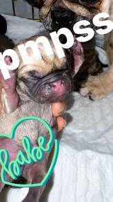 Pure Breed Mini Flat nose Pug
